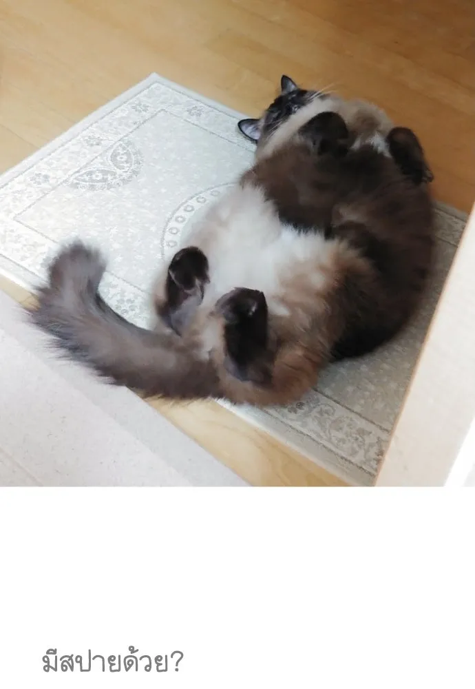 นักเล่นแร่แปรธาตุสายเปย์ ตอนที่ รีวิวซีซัน 1 รูปที่ 43